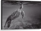WallClassics - Canvas - Zeeschildpad Zwemmend naar Wateroppervlak (Zwart- wit) - 100x75 cm Foto op Canvas Schilderij (Wanddecoratie op Canvas)