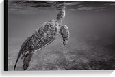 WallClassics - Canvas - Zeeschildpad Zwemmend naar Wateroppervlak (Zwart- wit) - 60x40 cm Foto op Canvas Schilderij (Wanddecoratie op Canvas)