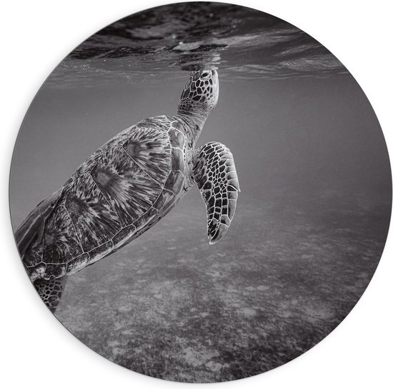 WallClassics - Dibond Muurcirkel - Zeeschildpad Zwemmend naar Wateroppervlak (Zwart- wit) - 90x90 cm Foto op Aluminium Muurcirkel (met ophangsysteem)