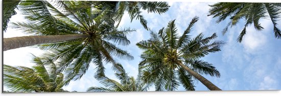 WallClassics - Dibond - Onderaanzicht van Hoge Groene Palmbomen - 90x30 cm Foto op Aluminium (Met Ophangsysteem)
