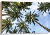WallClassics - Hout - Onderaanzicht van Hoge Groene Palmbomen - 90x60 cm - 9 mm dik - Foto op Hout (Met Ophangsysteem)