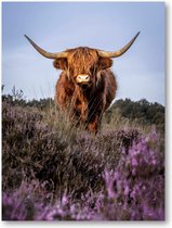 Schotse Hooglander - Foto Op Canvas 30x40