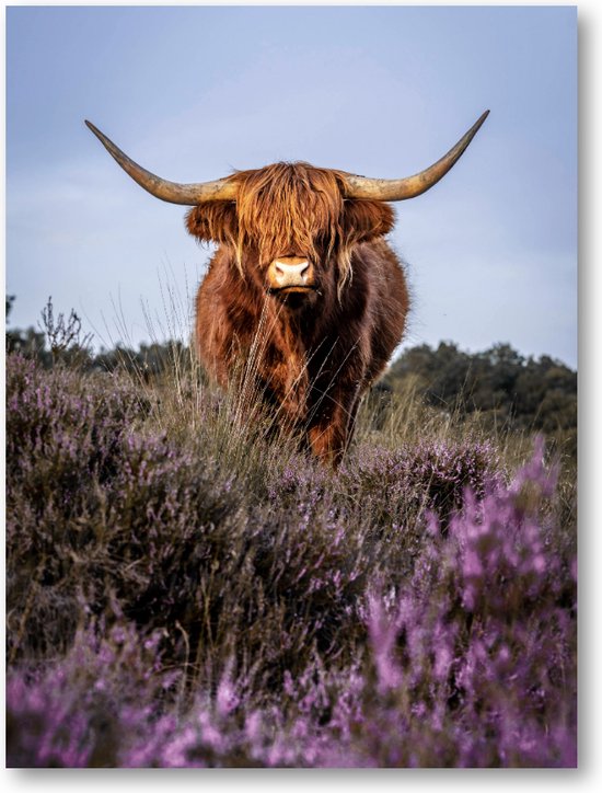 Schotse Hooglander - Foto Op Canvas