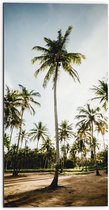 WallClassics - Dibond - Park met Hoge Palmbomen - 50x100 cm Foto op Aluminium (Wanddecoratie van metaal)