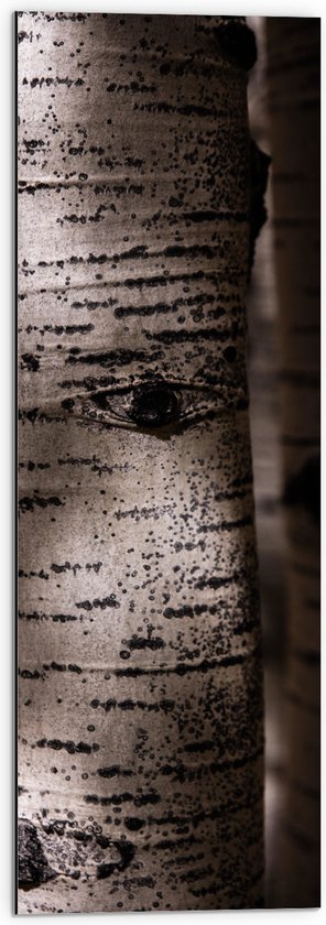 WallClassics - Dibond - Close-up van Witte Berkenstam - 30x90 cm Foto op Aluminium (Wanddecoratie van metaal)