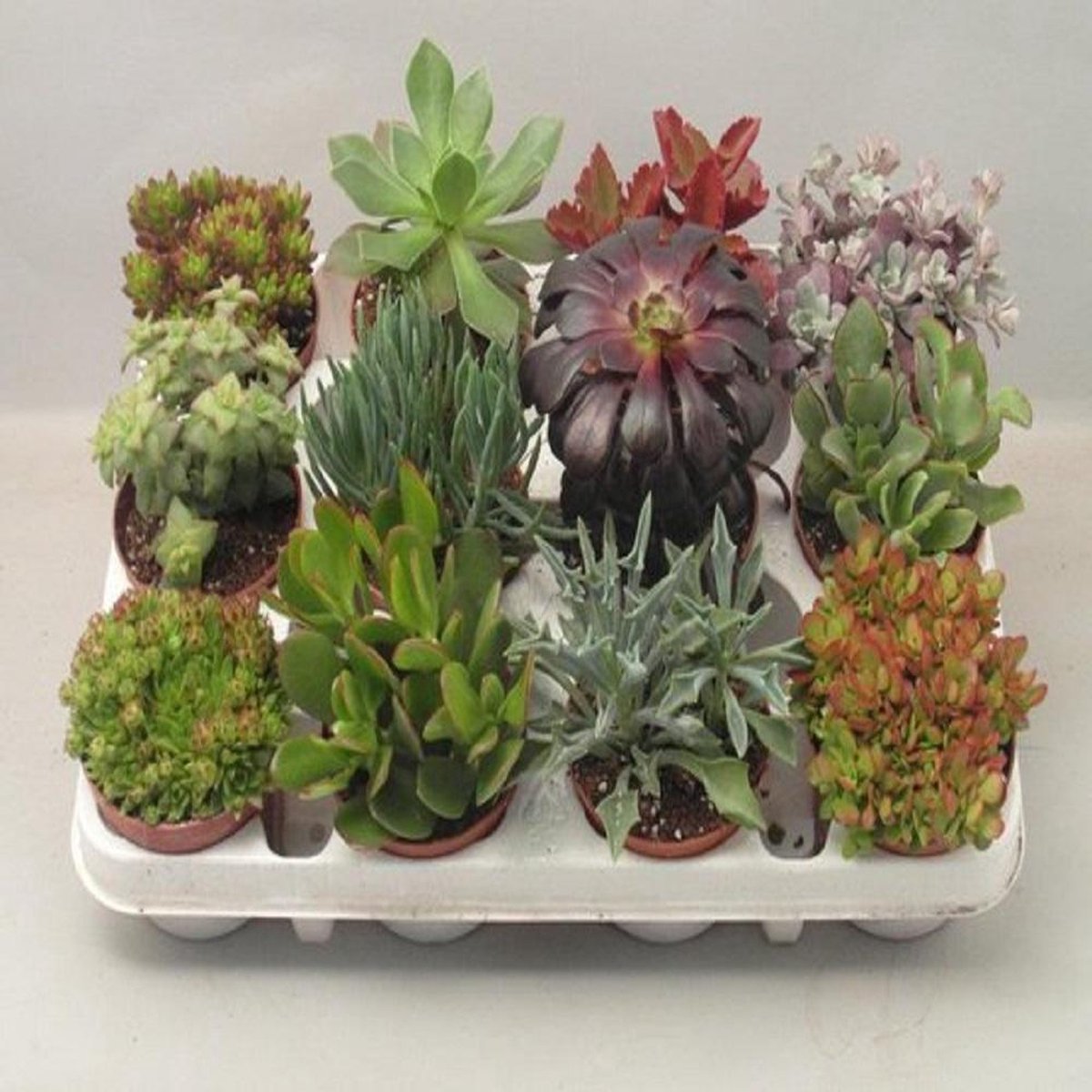 Succulenten vetplanten mix 8.5 cm x12