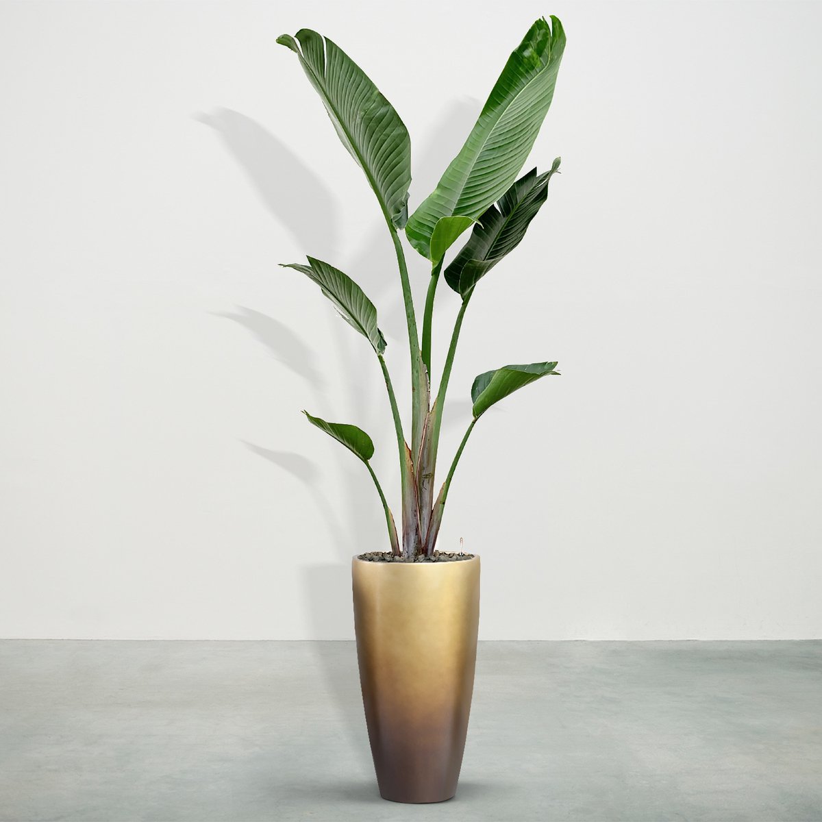 Combideal - Strelitzia Augusta inclusief zelfwaterende pot Mace Matt Honey S - 225cm