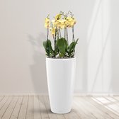 Combideal - Limelight Orchideeën inclusief zelfwaterende pot Angel Wit M - 140cm