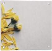 WallClassics - Tuinposter – Gele Bloemen met Losse Bloemblaadjes op Witte Achtergrond - 50x50 cm Foto op Tuinposter (wanddecoratie voor buiten en binnen)