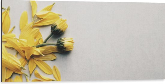 WallClassics - Dibond - Gele Bloemen met Losse Bloemblaadjes op Witte Achtergrond - 100x50 cm Foto op Aluminium (Wanddecoratie van metaal)