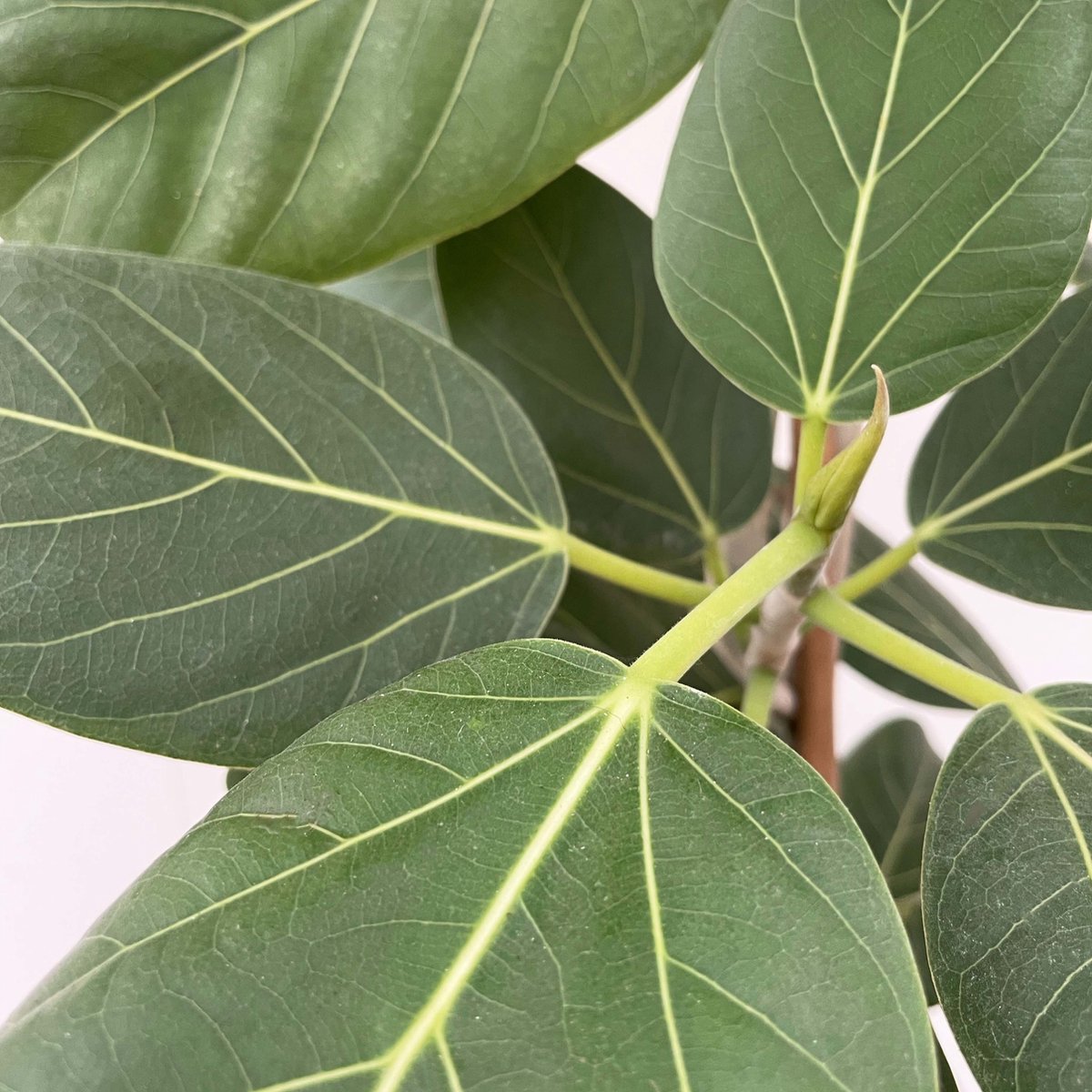 Ficus Benghalensis Audrey vertakt - 200cm