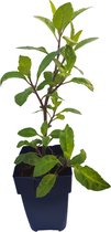 Moringa's Finest - 1 Gynura Procumbens Plant - Leaves of the gods.