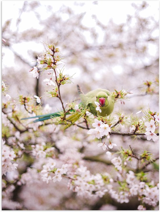 Poster Glanzend – Groene Vogel tussen de Roze Bloesem - 75x100 cm Foto op Posterpapier met Glanzende Afwerking