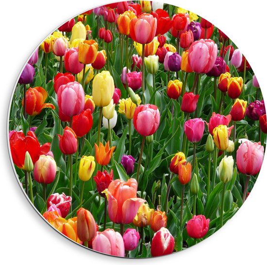 PVC Schuimplaat Muurcirkel - Tulpenveld met Gekleurde Tulpen - 40x40 cm Foto op Muurcirkel (met ophangsysteem)