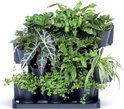Een gevulde verticale tuin met verschillende groene planten, waaronder varens, spinnenplanten en Alocasia.