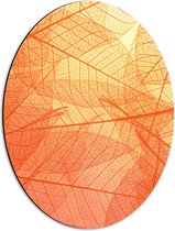 Dibond Ovaal - Oranje Doorschijnende Blaadjes - 42x56 cm Foto op Ovaal (Met Ophangsysteem)