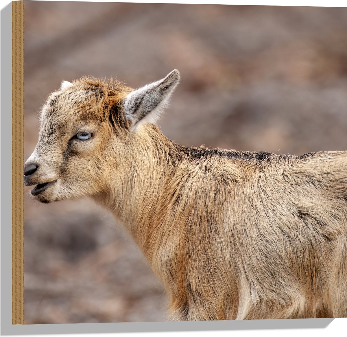 Hout - Bruine Baby Geit met Felblauwe Ogen - 50x50 cm - 9 mm dik - Foto op Hout (Met Ophangsysteem)