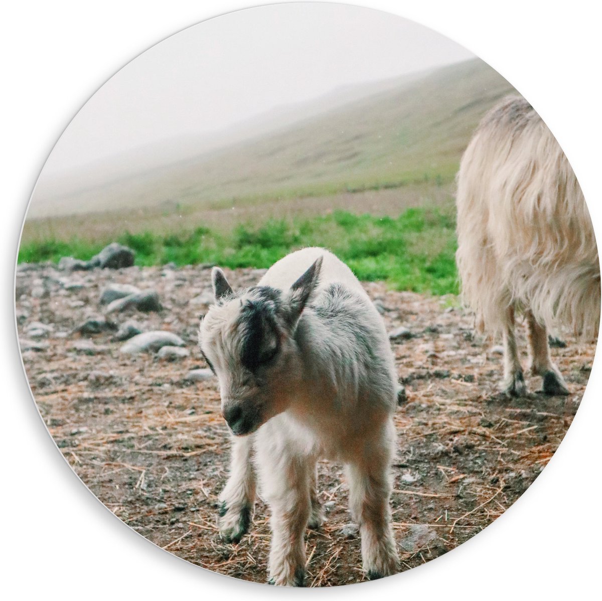 PVC Schuimplaat Muurcirkel - Baby Geitje bij Moeder Geit in Landschap in de Bergen - 80x80 cm Foto op Muurcirkel (met ophangsysteem)