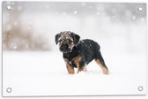 Tuinposter – Bruin met Zwarte Borderterriër Hond in Hevige Sneeuwstorm - 60x40 cm Foto op Tuinposter (wanddecoratie voor buiten en binnen)