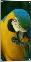Tuinposter – Blauw met Gele Papegaai Bijtend op Klauw - 50x100 cm Foto op Tuinposter (wanddecoratie voor buiten en binnen)