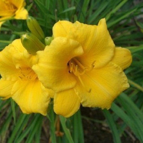 Hemerocallis 'Stella de Oro' (daglelie) in 2 liter pot - Tas Boomkwekerij