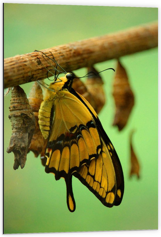 Dibond - Gele Vlinder bij Cocons aan Tak - 60x90 cm Foto op Aluminium (Wanddecoratie van metaal)