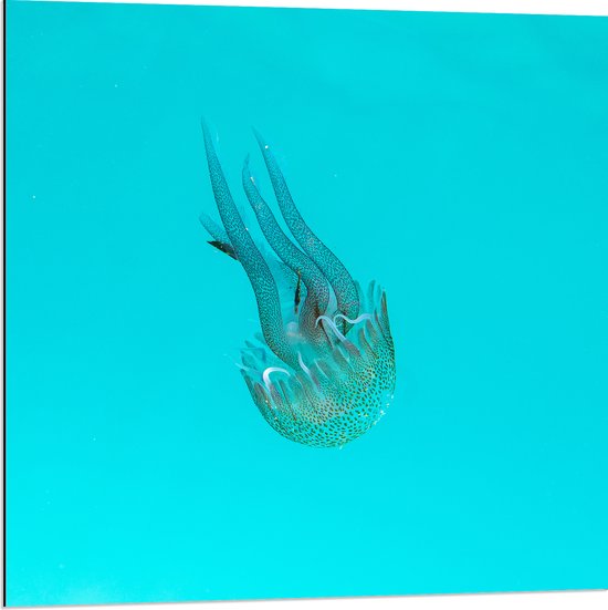 Dibond - Doorzichtige Kwal zwemmend naar Zeebodem van Blauwe Zee - 80x80 cm Foto op Aluminium (Wanddecoratie van metaal)