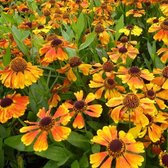 6x Zonnekruid - Helenium 'Mardi Gras'® - Pot 9x9cm