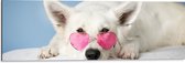 Dibond - Liggende Witte Hond met Roze Brilletje op - 90x30 cm Foto op Aluminium (Met Ophangsysteem)
