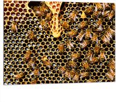 Dibond - Kolonie van Bijen in Honinggraat - 100x75 cm Foto op Aluminium (Wanddecoratie van metaal)