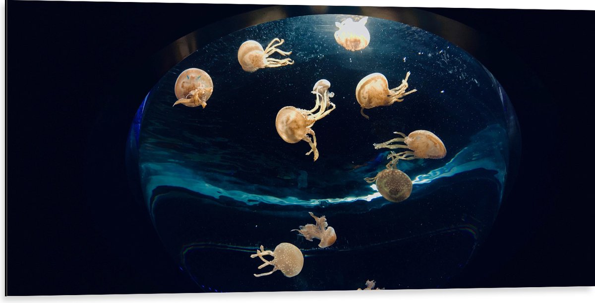 Dibond - Groepje Oranjekleurige Kwallen in Bolvormig Aquarium - 100x50 cm Foto op Aluminium (Wanddecoratie van metaal)