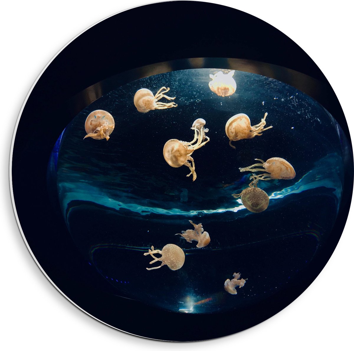 PVC Schuimplaat Muurcirkel - Groepje Oranjekleurige Kwallen in Bolvormig Aquarium - 40x40 cm Foto op Muurcirkel (met ophangsysteem)