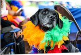 Dibond - Omkijkende Zwarte Hond met Meerkleurige Boa - 120x80 cm Foto op Aluminium (Met Ophangsysteem)