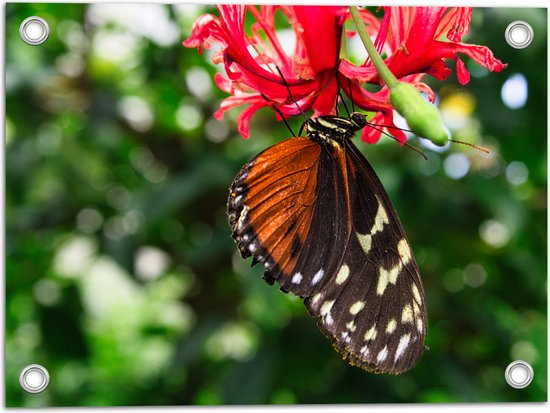 Tuinposter – Bruin met Zwarte Vleugels van Vlinder op Rode Bloeiende Bloem - 40x30 cm Foto op Tuinposter (wanddecoratie voor buiten en binnen)