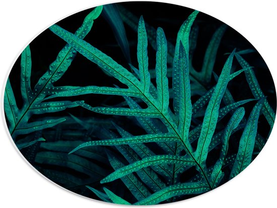 PVC Schuimplaat Ovaal - Druppels op Groene Planten in Donkere Omgeving - 40x30 cm Foto op Ovaal (Met Ophangsysteem)