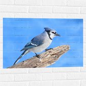 Muursticker - Blauwe Gaai Vogel zittend op Tak - 75x50 cm Foto op Muursticker