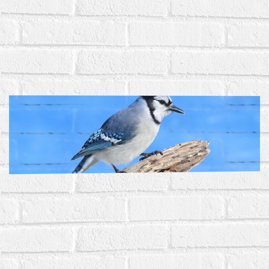 Muursticker - Blauwe Gaai Vogel zittend op Tak - 60x20 cm Foto op Muursticker