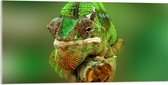 Acrylglas - Groene Kameleon Gekruld om Smalle Houten Tak - 100x50 cm Foto op Acrylglas (Met Ophangsysteem)