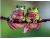 PVC Schuimplaat - Duo Australische Boomkikkers hangend aan Smalle Tak in Groene Omgeving - 100x75 cm Foto op PVC Schuimplaat (Met Ophangsysteem)