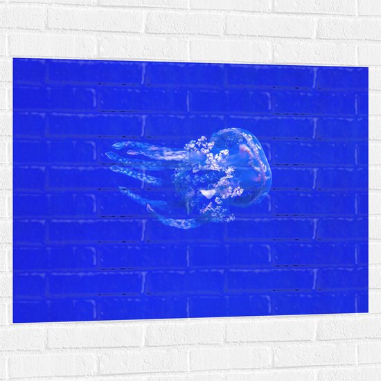 Muursticker - Kwal tegen Blauwe Achtergrond - 100x75 cm Foto op Muursticker