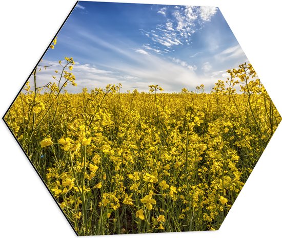 Dibond Hexagon - Bloeiende Gele Bloemen op een Mooie Lentedag - 60x52.2 cm Foto op Hexagon (Met Ophangsysteem)