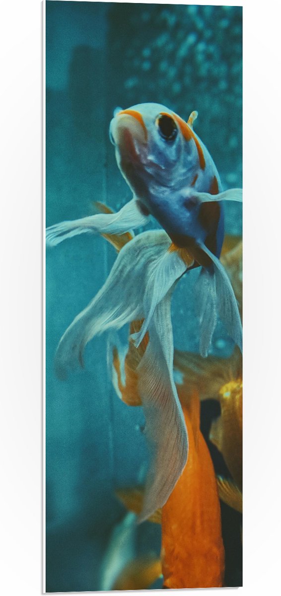 PVC Schuimplaat- Blauw met Oranje Vis met Dansende Vinnen in het Aquarium - 30x90 cm Foto op PVC Schuimplaat