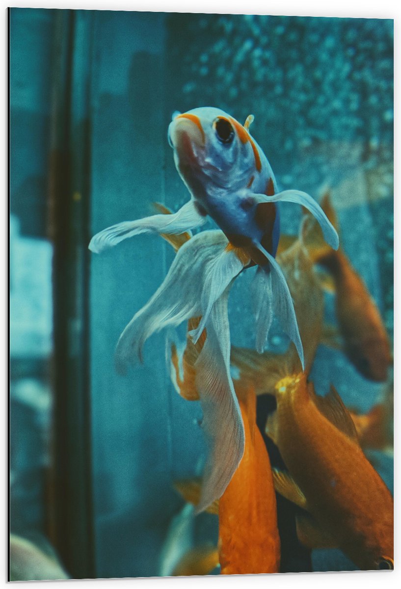 Dibond - Blauw met Oranje Vis met Dansende Vinnen in het Aquarium - 60x90 cm Foto op Aluminium (Met Ophangsysteem)