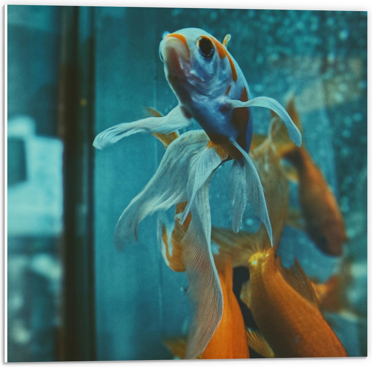 PVC Schuimplaat- Blauw met Oranje Vis met Dansende Vinnen in het Aquarium - 50x50 cm Foto op PVC Schuimplaat