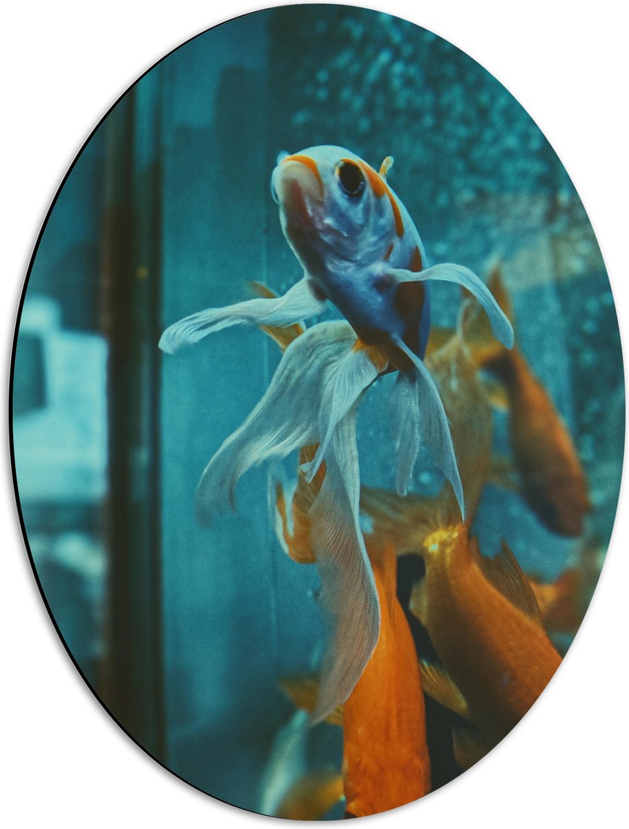 Dibond Ovaal - Blauw met Oranje Vis met Dansende Vinnen in het Aquarium - 42x56 cm Foto op Ovaal (Met Ophangsysteem)