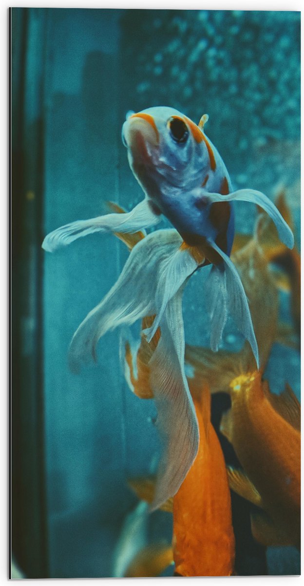 Dibond - Blauw met Oranje Vis met Dansende Vinnen in het Aquarium - 50x100 cm Foto op Aluminium (Wanddecoratie van metaal)