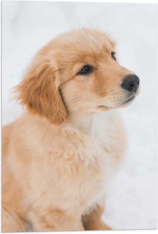 Vlag - Beige Golden Retriever Puppy in Besneeuwd Landschap - 40x60 cm Foto op Polyester Vlag