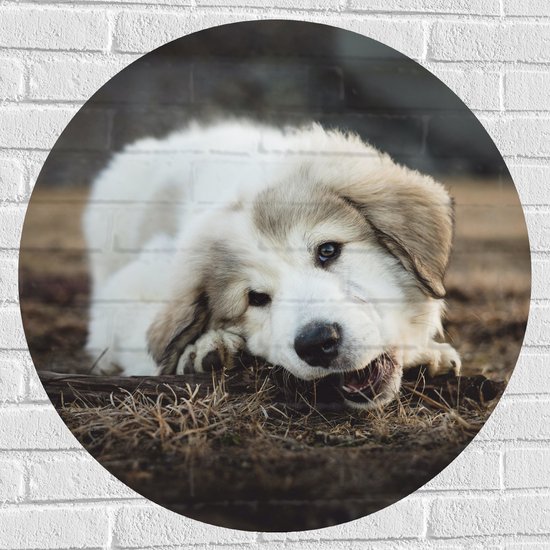 Muursticker Cirkel - Bruin met Witte Puppy Bijtend aan Boomstronk - 80x80 cm Foto op Muursticker