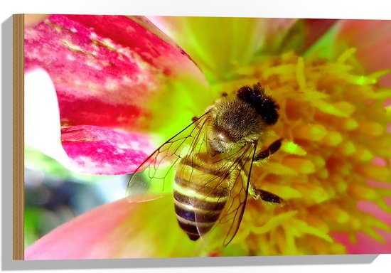 Hout - Drinkende Wesp uit Midden van Roze Bloem - 60x40 cm - 9 mm dik - Foto op Hout (Met Ophangsysteem)
