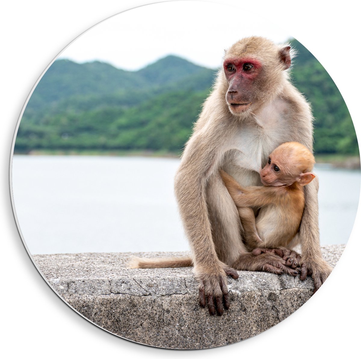 PVC Schuimplaat Muurcirkel - Baby Aap Hangend bij Moederaap op Stenen Rand - 40x40 cm Foto op Muurcirkel (met ophangsysteem)